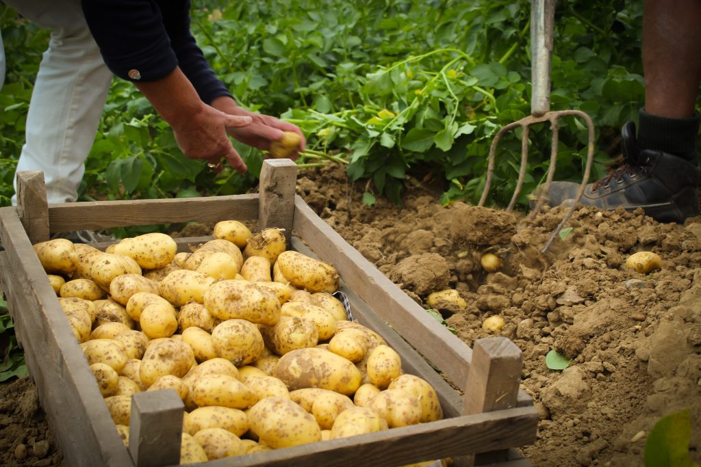 Onze aardappelsoorten - Heuvellandaardappel