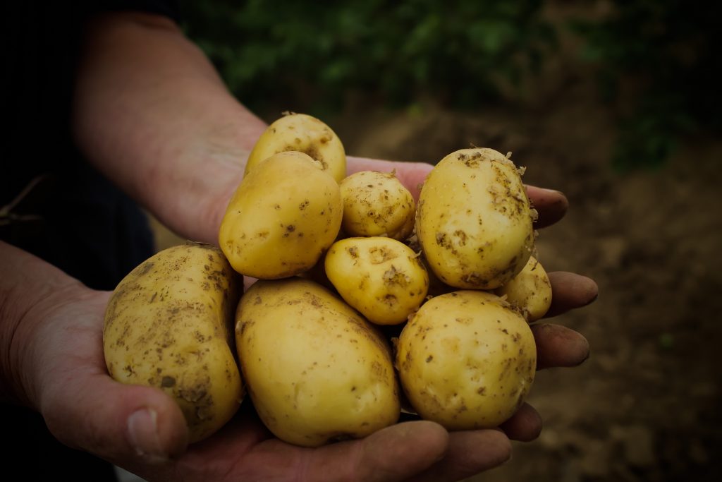 Onze aardappelsoorten - Heuvellandaardappel